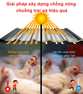 Giải pháp xây dựng chống nóng chuồng trại gà hiệu quả